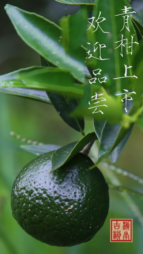 新品来袭 | 清香型·小青柑——柑香十里碧玉球