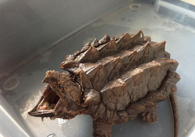 地球上最凶的乌龟,号称龟中霸王龙,最古老爬行