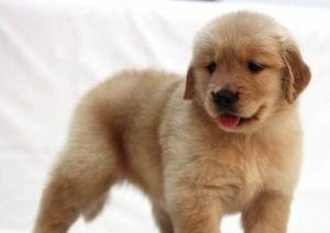 金毛犬舍排行_金毛寻回犬大毛怪阿里巧遇中国金毛犬排行一角逐