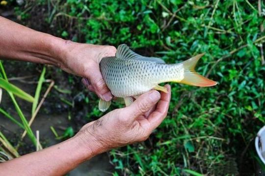 长在庄稼地里的鱼,比鱼塘养的贵一倍!
