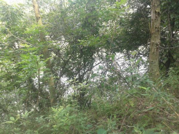 水库钓获大乌青,一个人将其溜翻,大山里鱼背不分辨率视频修改图片