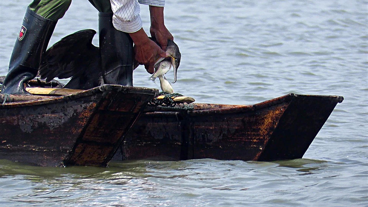 农村渔民用电动三轮车拉着“捕鱼达人”,一年到头有鱼吃有钱赚