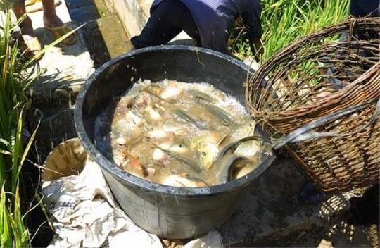 长在庄稼地里的鱼,比鱼塘养的贵一倍!