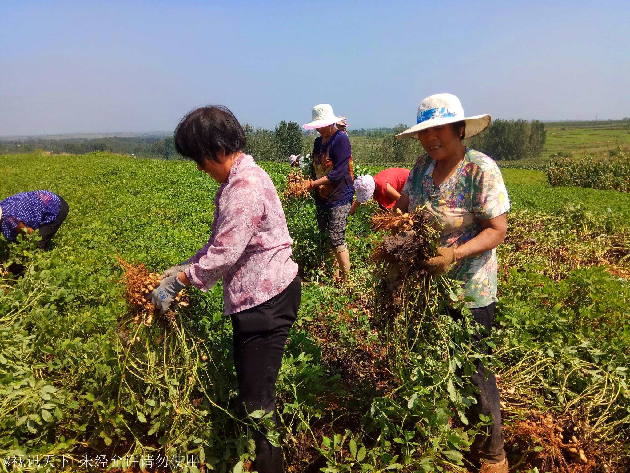 农村老人帮人拔花生一天赚100块,累的爬不上床