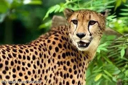 猎豹和花豹有什么区别呢?