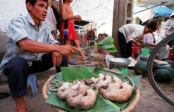 对吃老鼠情有独钟的越南人,视鼠肉为保健品你