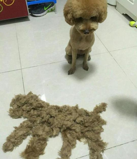 怕泰迪热出病宠主强行给其剃毛,而后泰迪伤心欲绝!