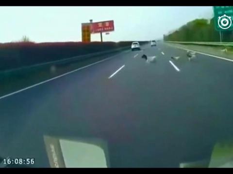 高速上时速115遇上这种情况，老司机都会选择撞上去！