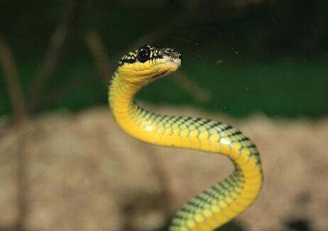 救条怀孕花蛇，家里飞来条金蛇，听夫妻对话咬死母蛇