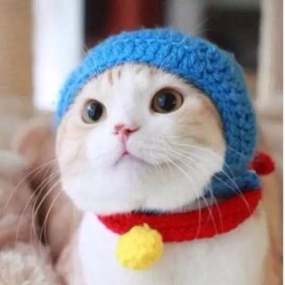 猫咪帽子图解
