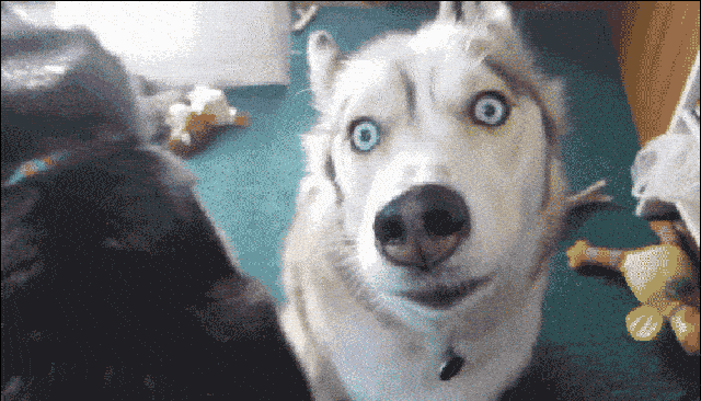 最有趣的宠物反应,哪个表情逗到你了?