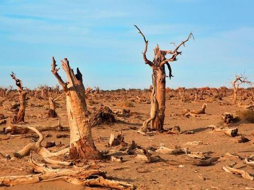 醉美胡杨额济纳、丝路敦煌月牙泉，西北10日自驾游