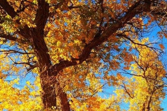 金秋额济纳旗赏胡杨、观七彩丹霞、酒泉航天自驾之旅