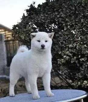 《犬夜叉》里面邪魅狷狂的贵少杀生丸原型是柴