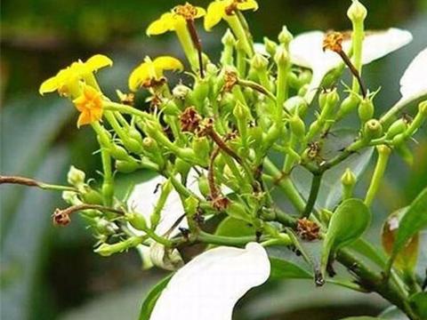 断肠草奇毒无比,竟然是湿疹跌打损伤的克星. 来