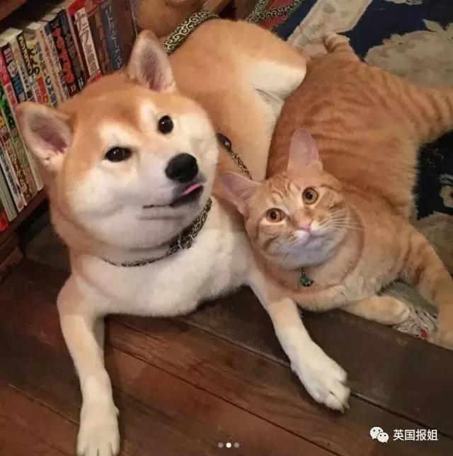 柴犬和胖橘猫之间也可以这么甜,日常就是打情骂俏啊