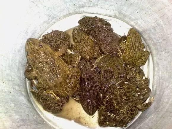 随着野生田鸡的减少,小时候一到傍晚到处跳的田鸡现在也成了保护动物