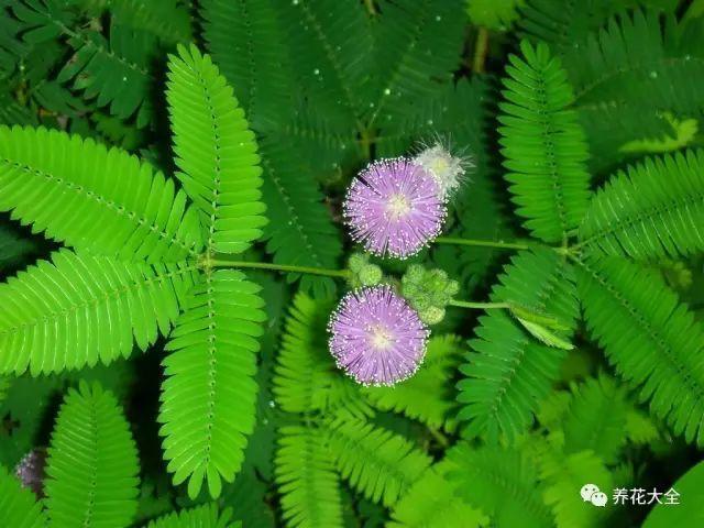 10种不能在室内养的花,家里有老人小孩的要注
