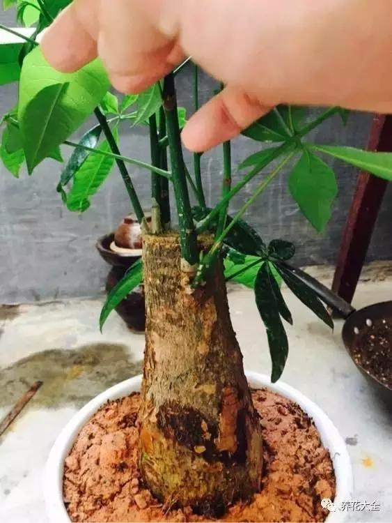 我家买了一棵发财树