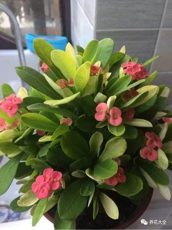 10种不能在室内养的花,家里有老人小孩的要注