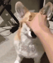 砖家说早上醒来不要马上起床,要在床上静卧五分钟