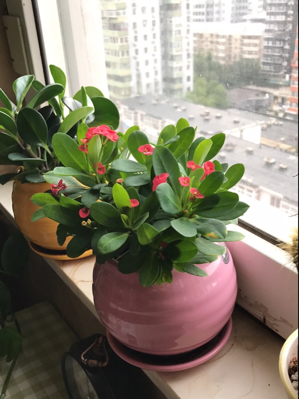 此盆栽花漂亮又好养,扔土里不用管,四季花不断,懒人养