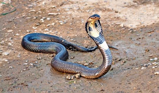 杀蛇煮蛇肉为什么必须在室外?有什么说法