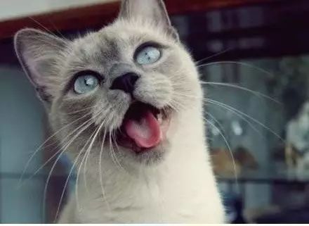 猫咪吐舌头,不仅是卖萌,其实也是在向你发送这