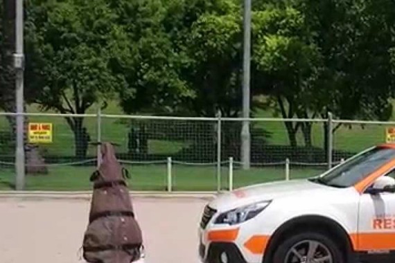 袋鼠突然跳到自动驾驶车前会怎么样？如果袋里再跳出个小袋鼠呢？