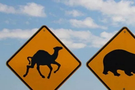 袋鼠突然跳到自动驾驶车前会怎么样？如果袋里再跳出个小袋鼠呢？