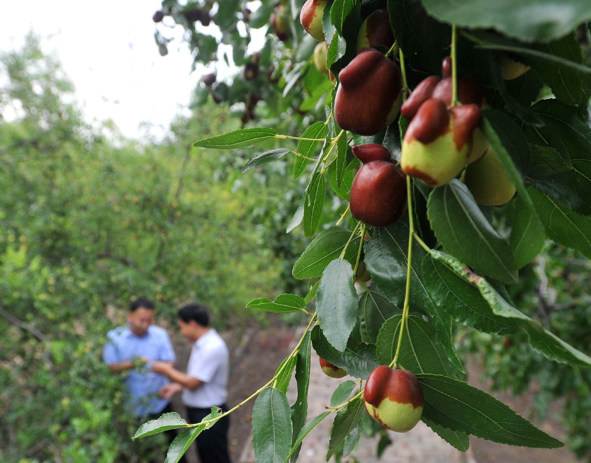 小枣到家后能不能直接睡觉的全面解析
