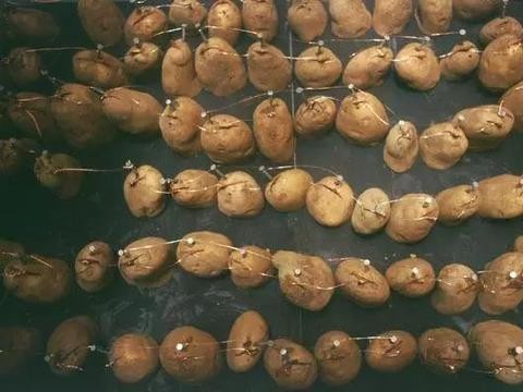 汽车效能翻一倍？你知道生物电池吗丨小编来告诉你！涨姿势~~~