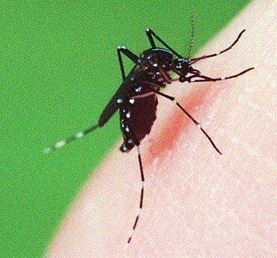 今天你又被花蚊子咬了吗?此蚊若早出现几千年