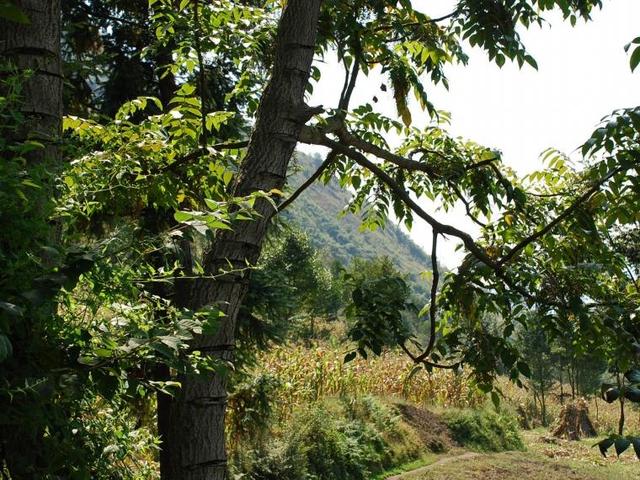 这种树,见了要躲开,看一眼、闻一下都可能过敏起水泡