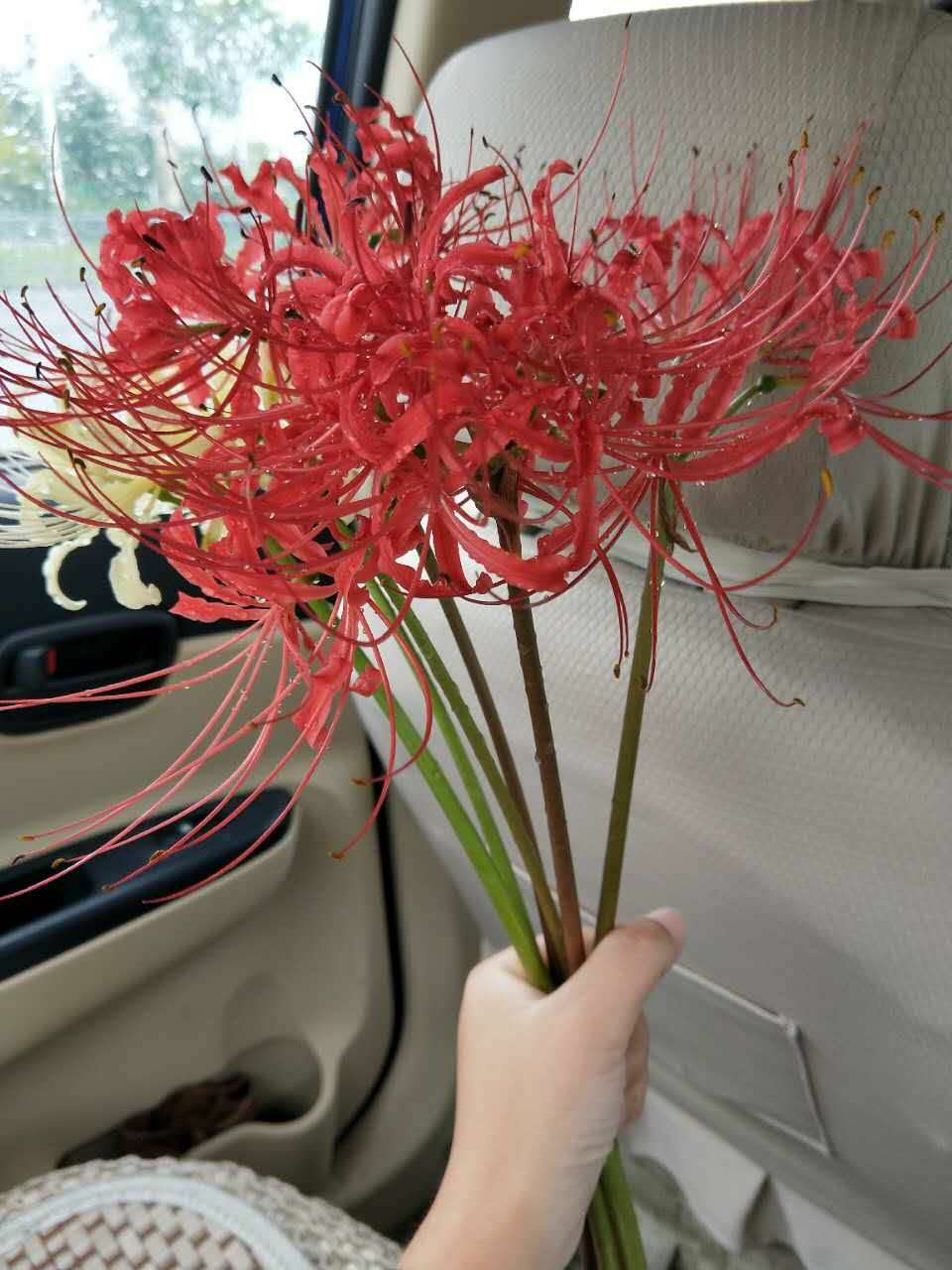 路边看到这花好看摘了几朵老妈让我赶紧扔了彼岸花这么好看啊