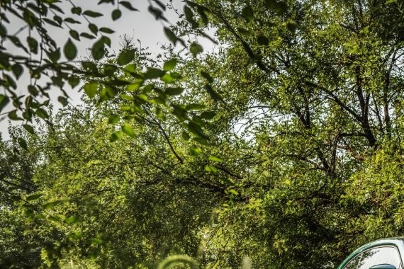 秋日里的竹璃绿 大众甲壳虫