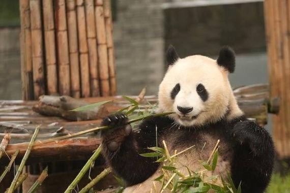 这群成都车主去亲近大熊猫，结果……