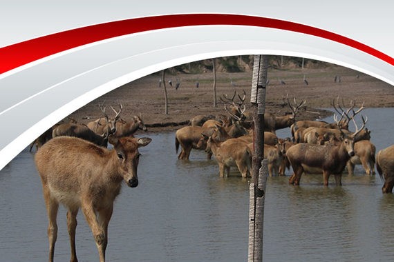 开东南赏花海观麋鹿园 DX7自驾一日游