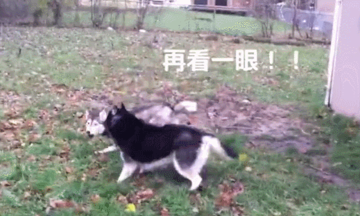 但是黑哈士奇毕竟没有跳上墙,所以灰色哈士奇在跳完后就对黑哈士奇哔