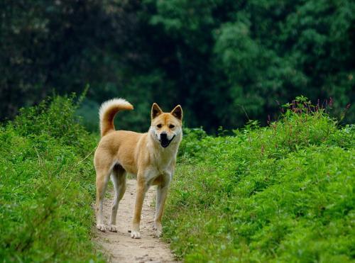 你知道吗“中国国犬”真正的“中华田园犬”就要消失了！