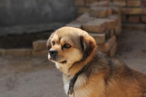 你知道吗“中国国犬”真正的“中华田园犬”就要消失了！