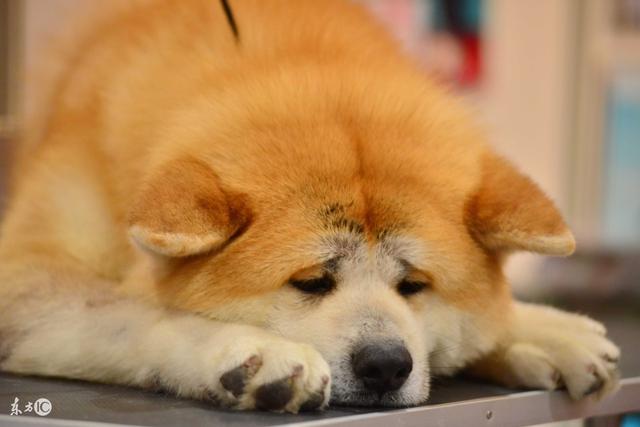 你知道吗“中国国犬”真正的“中华田园犬”就要消失了！