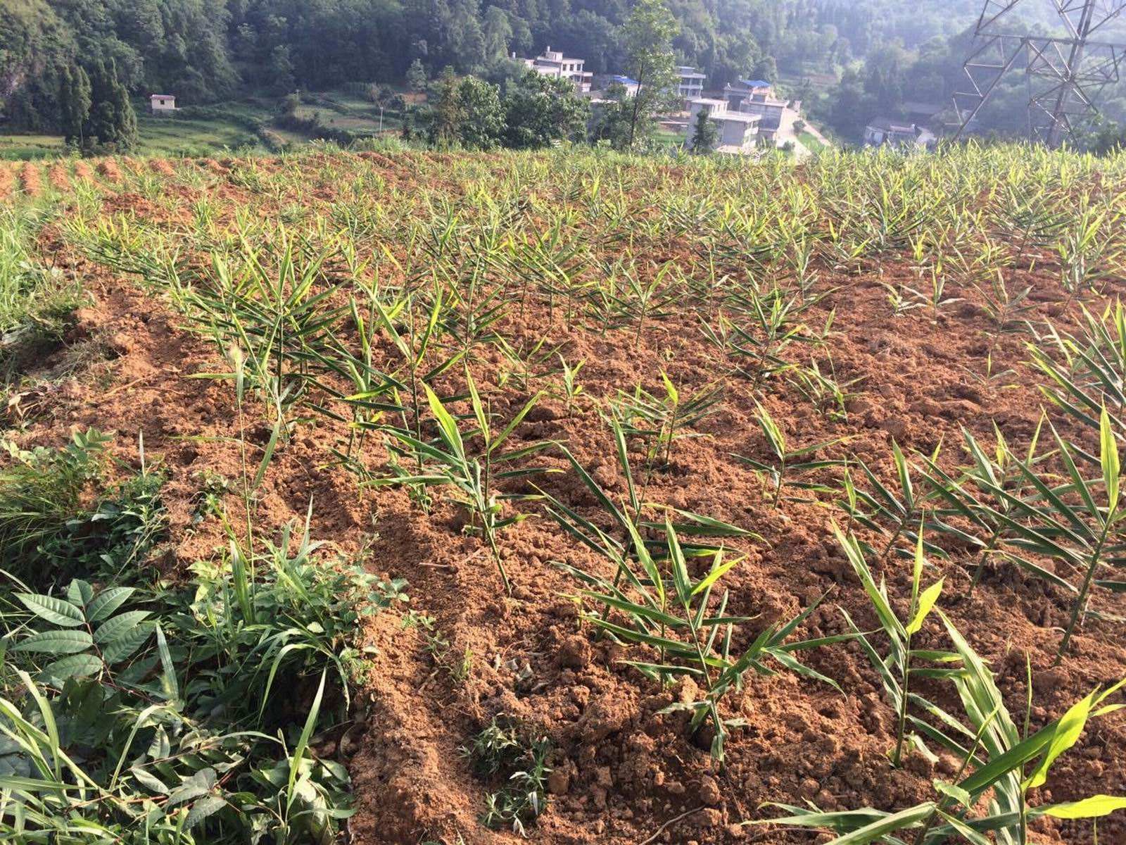 山区农民拔了玉米,在地里种它,一斤卖3元