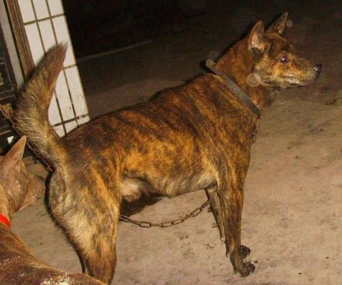 它是古时用于皇家行猎的狩猎犬,曾位列清代乾隆御园十大名猎犬之一"
