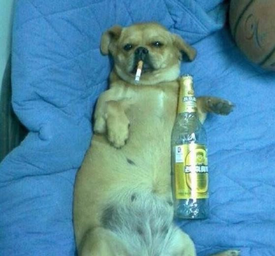 抽抽烟,喝喝酒,这就是单身狗的生活!