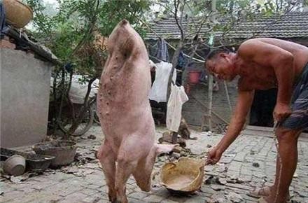 农村大爷养的一头猪“火”了，有土豪用30万的豪车换，他都不换！