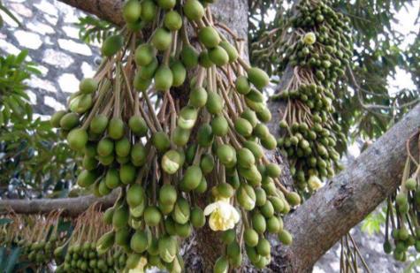 一颗榴莲树,一年能产三四百个榴莲果,为何还这