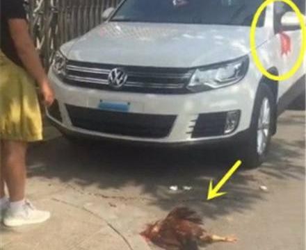 大妈花30万买了一辆豪车，一鞠躬后，还在车前放了一只大公鸡！