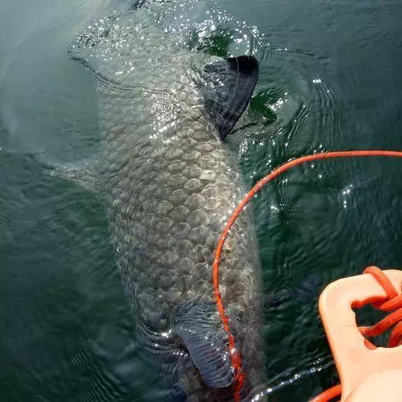 千岛湖上游发现天然鱼窝,钓获近两米青鱼!