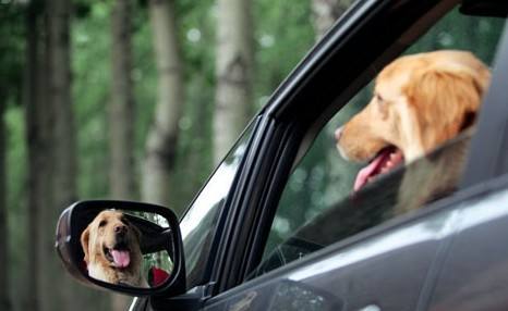 带着宠物自驾游,这样操作真的好吗